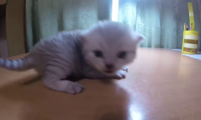 So Cute kitten | Unbelievable Little kittens playing | Too Cute!