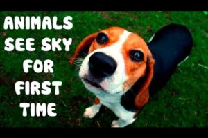 So touching! Rescued Animals See Sky For First Time! [Compilation]
