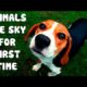 So touching! Rescued Animals See Sky For First Time! [Compilation]