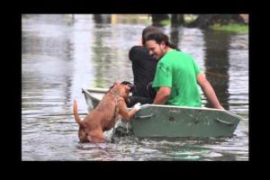South Carolina Animal Rescued from Flooding - Help Needed