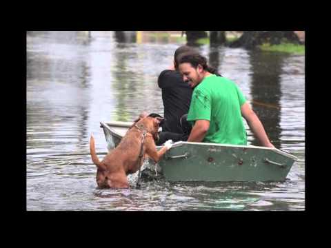 South Carolina Animal Rescued from Flooding - Help Needed