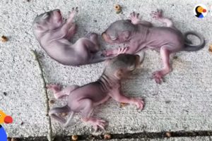 Squirrel Mom Rescues Her Crying Babies Who Fell From Their Nest | The Dodo