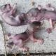 Squirrel Mom Rescues Her Crying Babies Who Fell From Their Nest | The Dodo