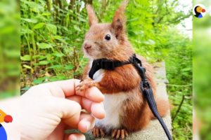 Squirrel Who Falls From Roof Finds Dad Who Won't Give Up on Him - TINTIN | The Dodo