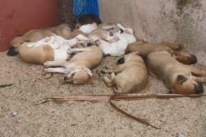 Street dog birthed 10 Cute puppies - Dogofthedayy