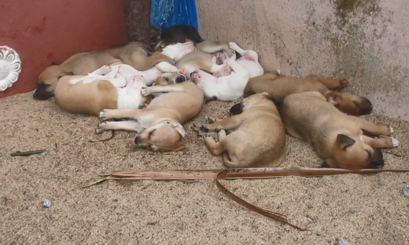 Street dog birthed 10 Cute puppies - Dogofthedayy