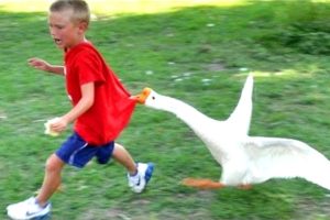 Super Funny Moments Human and Animals Fails of 2019 Weekly Compilation