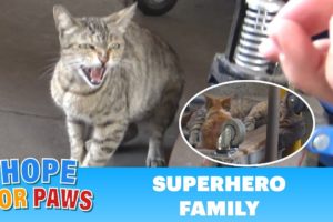 Superhero mom tells me to BACK OFF!!! (But her kittens were so cute).