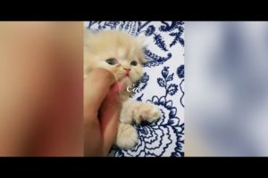 Sweet Small cat Playing