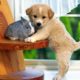 TOP 25 CUTEST PUPPIES COMPILATION February 2019 | Cutest puppy ever