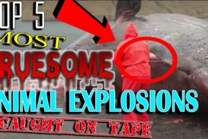 TOP 5 DEAD ANIMAL EXPLOSIONS CAUGHT ON TAPE (WARNING GRAPHIC)