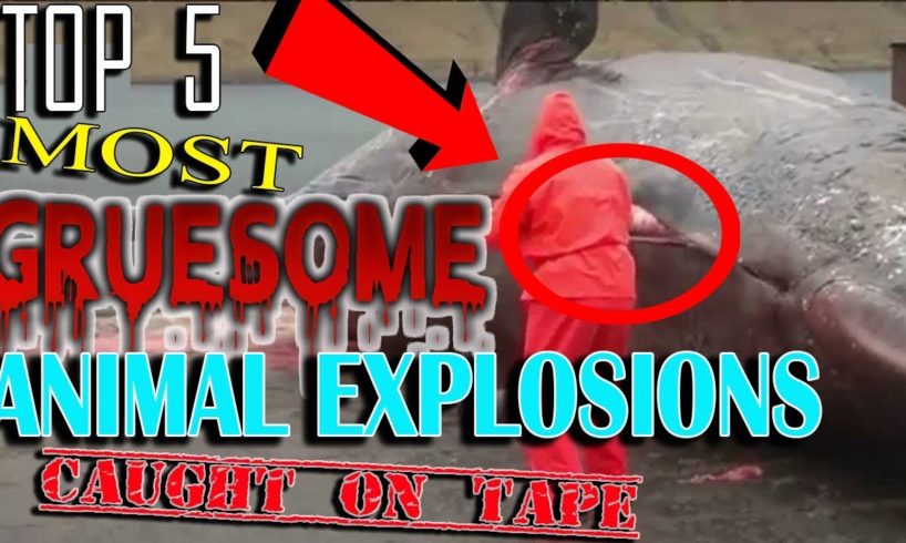 TOP 5 DEAD ANIMAL EXPLOSIONS CAUGHT ON TAPE (WARNING GRAPHIC)