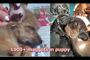 TOP 5 Paralyzed & Maggots / The Most Emotional Animal Rescues Ever #2019