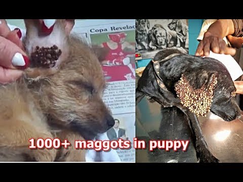 TOP 5 Paralyzed & Maggots / The Most Emotional Animal Rescues Ever #2019