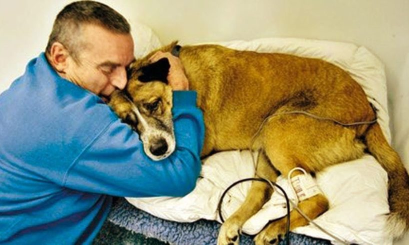 TRY NOT TO CRY -  Emotional Moments Owners Say goodbye to their dying dog Compilation
