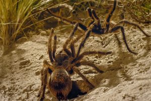 Tarantula Mating: don't lose your head! | Wild Patagonia | BBC Earth