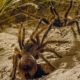 Tarantula Mating: don't lose your head! | Wild Patagonia | BBC Earth