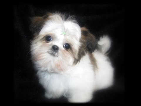 Teacup Shih tzu Puppies Cute shihtzu pups playing cutiest baby pet puppy compilation