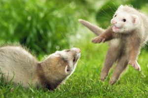 The Cutest Ferrets Playing