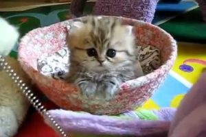 The Cutest Kitten I Ever Seen ;)