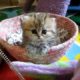 The Cutest Kitten I Ever Seen ;)