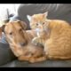 The Cutest fighting Animals Compilation Funny Pet Videos| animal galaxy |2019