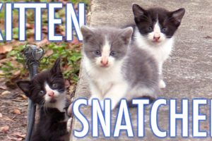 The Kitten Snatcher! - Cat Man Chris