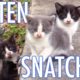 The Kitten Snatcher! - Cat Man Chris