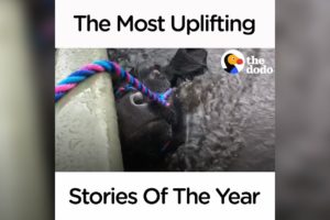 The Most Uplifting Stories Of The Year | The Dodo