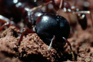 The Queen's Arrival | Natural World: Ant Attack | BBC Earth