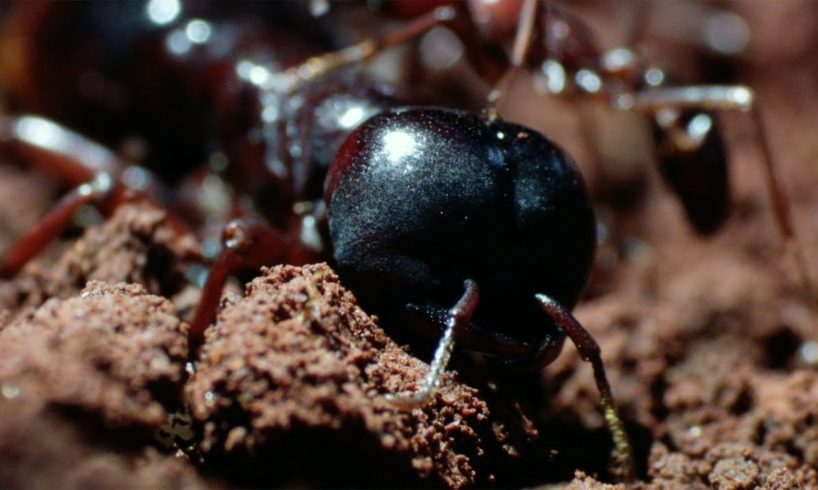 The Queen's Arrival | Natural World: Ant Attack | BBC Earth