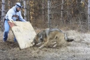 The Wild Wolf's Reaction to the Man Who Rescued Him from a Trap Is Priceless