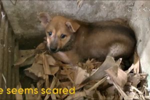 The dog's owner moved, he was left behind - Watch the moment we rescue abandoned puppy