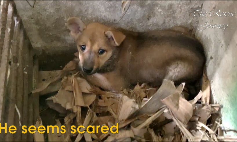 The dog's owner moved, he was left behind - Watch the moment we rescue abandoned puppy