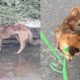 The poor Dog Escaped The Slaughterhouse in Heavy Rain | Animal rescue  TV