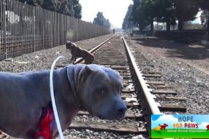 The sheriff had to stop the train so we can save a badly injured PitBull.
