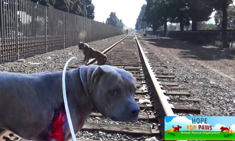 The sheriff had to stop the train so we can save a badly injured PitBull.