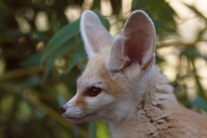 The smallest fox with the biggest ears! - Super Cute Animals: Preview - BBC One