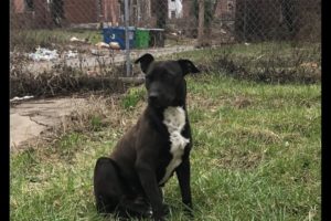 The sweetest girl! - Stray Rescue of St.Louis