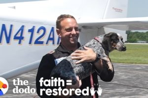 These Rescue Dogs Are About To Be Adopted By Veterans | The Dodo Faith = Restored