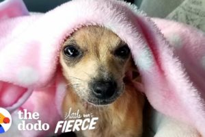 This Adorable Tiny Puppy Was Abandoned in a Doghouse  | The Dodo Little But Fierce