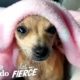 This Adorable Tiny Puppy Was Abandoned in a Doghouse  | The Dodo Little But Fierce