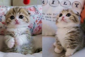 This Baby Kitten Will Melt Your Stress Away