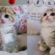 This Baby Kitten Will Melt Your Stress Away