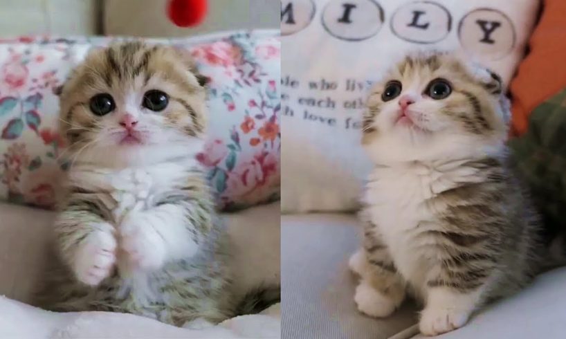 This Baby Kitten Will Melt Your Stress Away