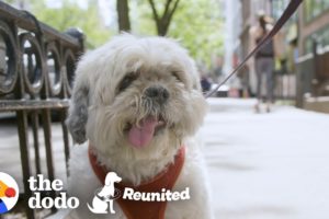 This Dog Races to His Mom When She Finally gets out of the Hospital | The Dodo Reunited Season 2