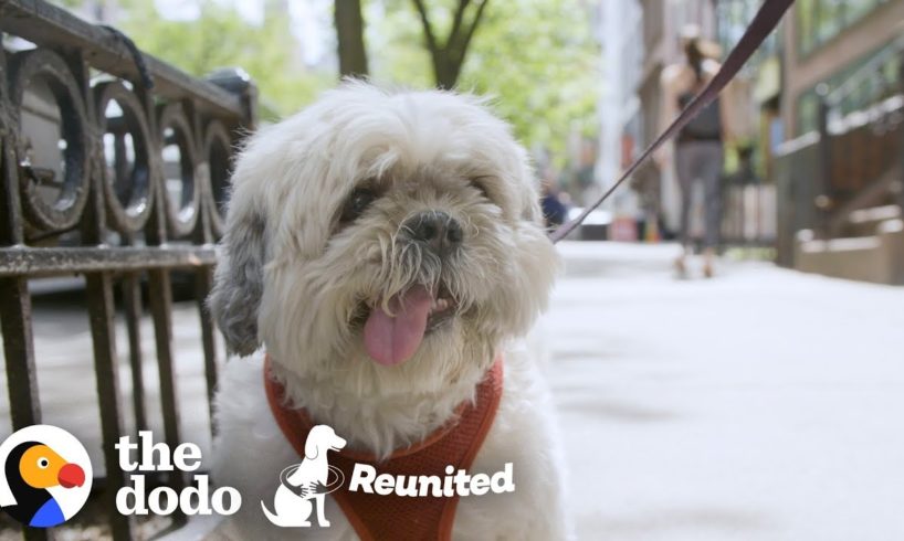 This Dog Races to His Mom When She Finally gets out of the Hospital | The Dodo Reunited Season 2