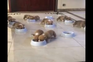 This Is Why Dogs Love To Share Food - Cute Puppies