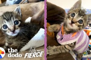 This Tiny Kitten Wears Socks As Sweaters | The Dodo Little But Fierce