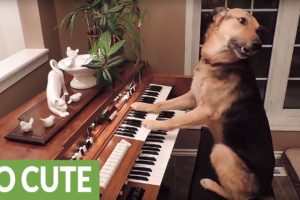 This compilation of smart dogs will leave you astonished!